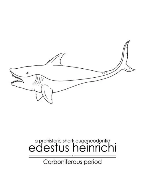 Vector illustration of Edestus Heinrichi, a prehistoric shark, Scissor-tooth shark