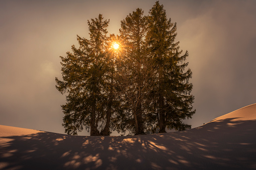 Glowing dawn sky silhouettes old tree alone in snowy Winter field.