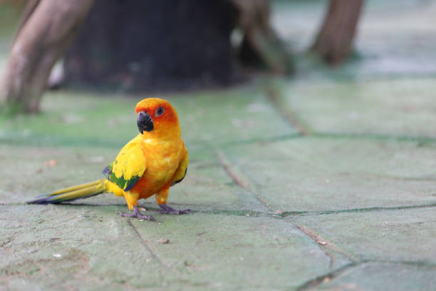 The mini parrot bird on floor