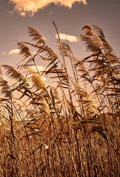 istock reeds growing on the river bank 1767129007