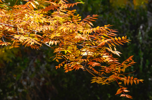 Beautiful Autumn Leaf Tree Branch Reaches out in the Sunshine