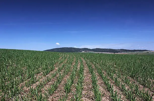A field starts to take off in the Palouse region of Northern Idaho.