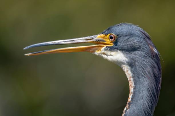 istock Closeup of a vibrant Anhinga with a blurry background 1767132302