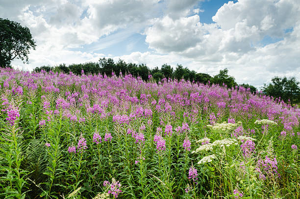istock Rosebay Willowherb wildflower 176713314