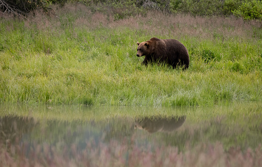 Grizzly bear in Grand Teton National Park