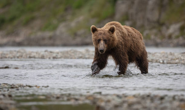 istock Brown Bear in Alaska 1767135112