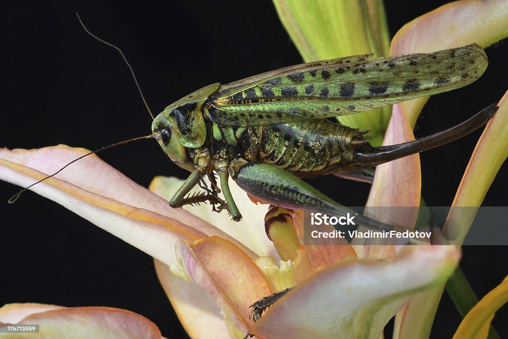 Grande locusts - Royalty-free Antena - Parte do corpo animal Foto de stock