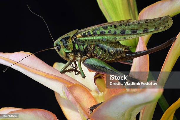 Grande Locusts - Fotografias de stock e mais imagens de Antena - Parte do corpo animal - Antena - Parte do corpo animal, Asa de animal, Cabeça de animal
