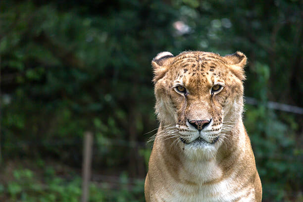 Lion And Tiger Mixed Lion liger stock pictures, royalty-free photos & images