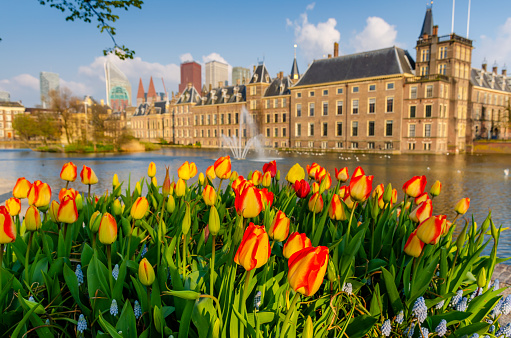The Binnenhof (Dutch Parliament) during springtime on Hofvijver lake in the Hague city, South Holland, Netherlands which is one of the oldest Parliament buildings in the world.