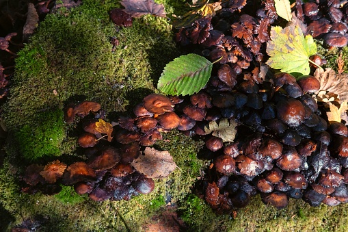 Orange Mushrooms On The Forest Floor