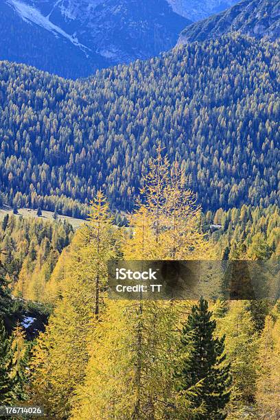 Larch Tree Forest Stockfoto und mehr Bilder von Alpen - Alpen, Aussicht genießen, Baum