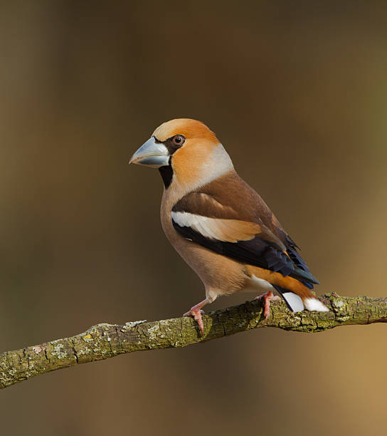 Male Hawfinch stock photo