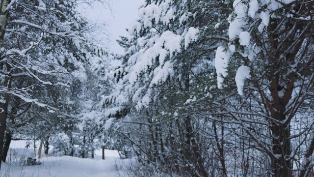 Frozen Winter Heaven in Deep Snow Forest