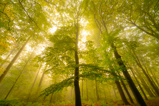 Upwards view in an atmospheric forest with green leaves on the trees in autumn with a mist in the air. The mist gives the forest a magical atmosphere with the leaves just about to change color during this early fall day in het Kloosterbos in Gelderland.