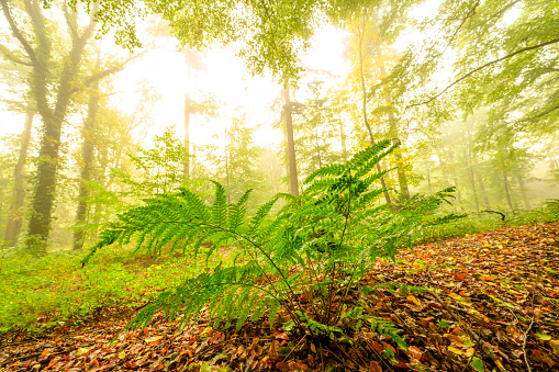 Fern plant in an atmospheric forest with green leaves on the trees in autumn with a mist in the air. The mist gives the forest a magical atmosphere with the leaves just about to change color during this early fall day in het Kloosterbos in Gelderland.