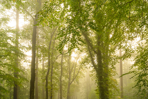 Upwards view in an atmospheric forest with green leaves on the trees in autumn with a mist in the air. The mist gives the forest a magical atmosphere with the leaves just about to change color during this early fall day in het Kloosterbos in Gelderland.