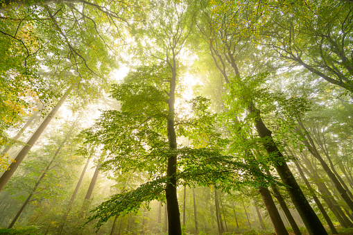 Upwards view in an atmospheric forest with green leaves on the trees in autumn with a mist in the air. The mist gives the forest a magical atmosphere with the leaves just about to change color during this early fall day in het Kloosterbos in Gelderland.