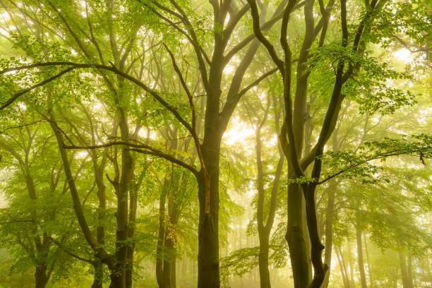 Upwards view in an atmospheric forest with green leaves on the trees in autumn with a mist in the air. The mist gives the forest a magical atmosphere with the leaves just about to change color during this early fall day in het Kloosterbos in Gelderland.