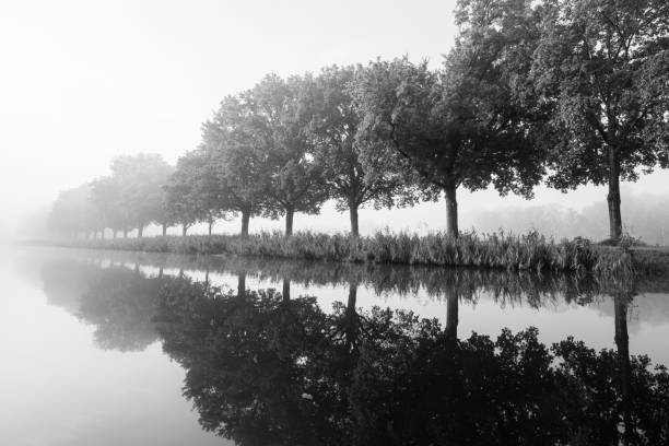 Poplar trees in Parc de Sceaux - Ile de France - Paris region - France