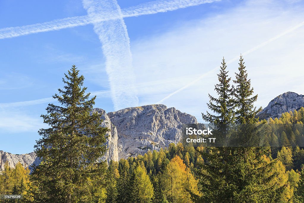 Bosque de montaña - Foto de stock de Abeto Picea libre de derechos