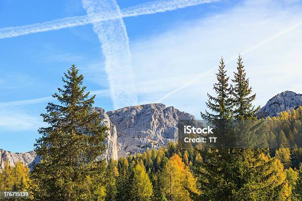 Bosque De Montaña Foto de stock y más banco de imágenes de Abeto Picea - Abeto Picea, Aire libre, Alerce - Árbol de hoja caduca