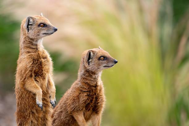 istock Selective focus shot of two yellow mongoose animals with orange eyes 1767155363