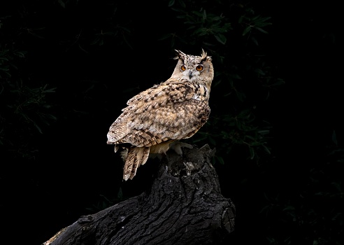 A Eurasian eagle-owl perched on a branch on a black background
