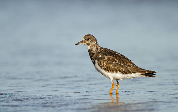 Turnstone Wading In An Estuary Just Off Hilbre Island. stock photo