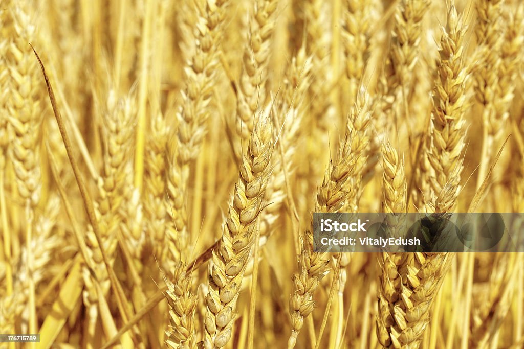 Champ de golden rye gros plan - Photo de Agriculture libre de droits