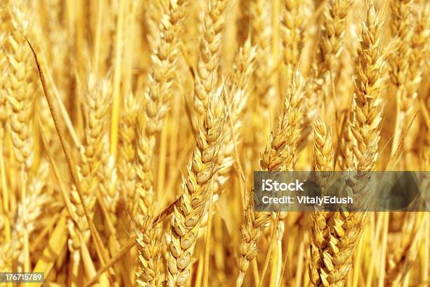 Photo libre de droit de Champ De Golden Rye Gros Plan banque d'images et plus d'images libres de droit de Agriculture - Agriculture, Aliment, Automne