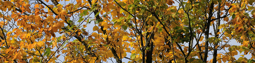 Golden autumn header, beech leaves.