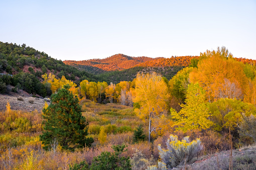 Autumn trees changing color in the Sangre de Cristo Mountains of New Mexico, USA