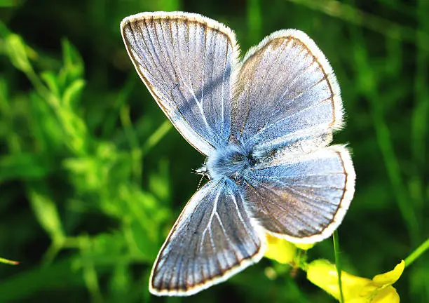 amanda blue butterfly on natural, background