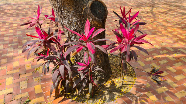 istock Tropical plants, keneddy linear park, guayaquil, ecuador 1767161355