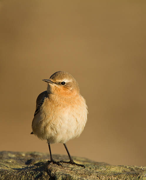 Wheatear Perched On A Rock stock photo