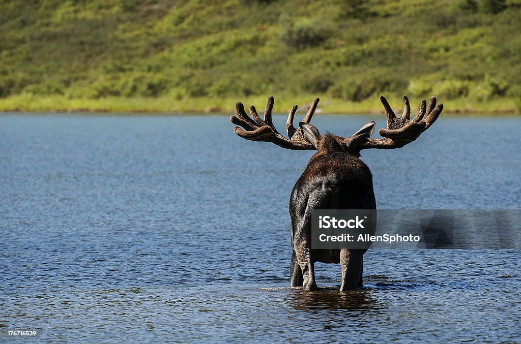 Alaskan Bull Moose With Large Rack Wading In Lake Stock Photo - Download  Image Now - Alaska - US State, Animal, Animal Hair - iStock