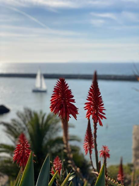 istock Sailboat and flowers 1 1767166943