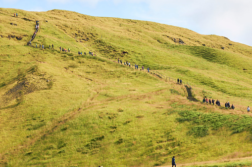A herd wanders the hillside.