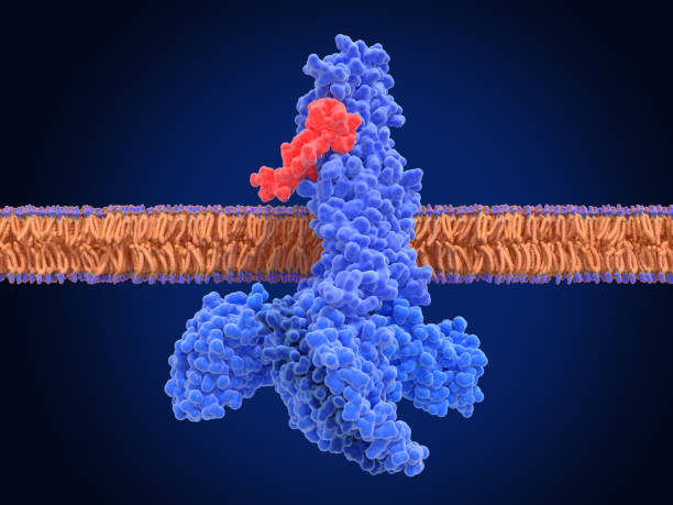 istock The glucagon like peptide-1 ( GLP-1) receptor , activated complex with an agonist (semaglutide) and G-proteins 1767170790