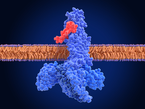 The glucagon like peptide-1 receptor (GLPr) is a G proteincoupled receptor (GPCR) that mediates the action of GLP-1, a peptide hormone. The activated receptor  has a strong effect  on the management of type 2 diabetes mellitus and obesity, including glucose homeostasis and regulation of gastric motility and food intake.