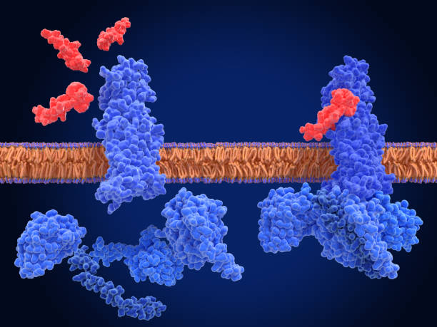 istock The glucagon like peptide-1 ( GLP-1) receptor, inactive form(left) and active complex with an agonist (semaglutide) and G-proteins 1767170794