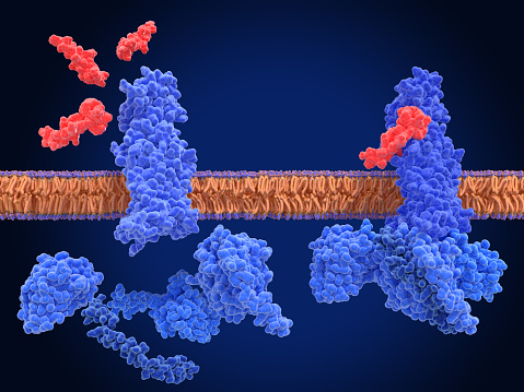 The glucagon like peptide-1 receptor (GLPr) is a G proteincoupled receptor (GPCR) that mediates the action of GLP-1, a peptide hormone. The activated receptor  has a strong effect  on the management of type 2 diabetes mellitus and obesity, including glucose homeostasis and regulation of gastric motility and food intake.