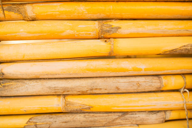 Scene of bamboo forest in winter, Bamboo stems in a forest