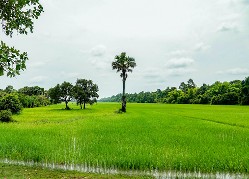 Bright green rice fields and palms, rural Cambodia.