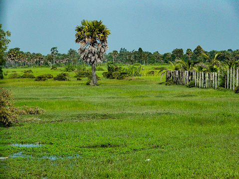 Bright green rice fields and palms, rural Cambodia.