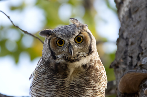 Portrait of beautiful Great horned owl sitting on a branch of a tree with green leaves in summer.