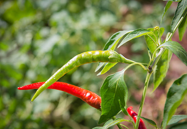 istock red hot chili peppers in a garden 176720046