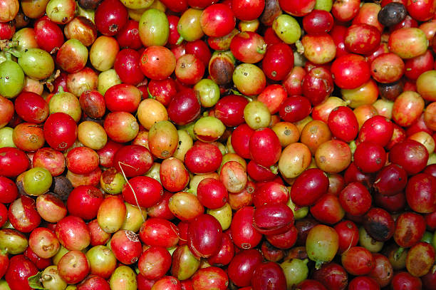 Fresh Coffe Beans stock photo