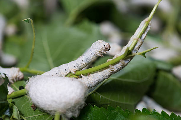 gusano de seda - silkworm fotografías e imágenes de stock